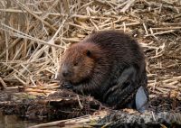 Eurasian beaver Wild Beaver at Shoreline Chewing Wood Among Reeds in Marsh Wetland 