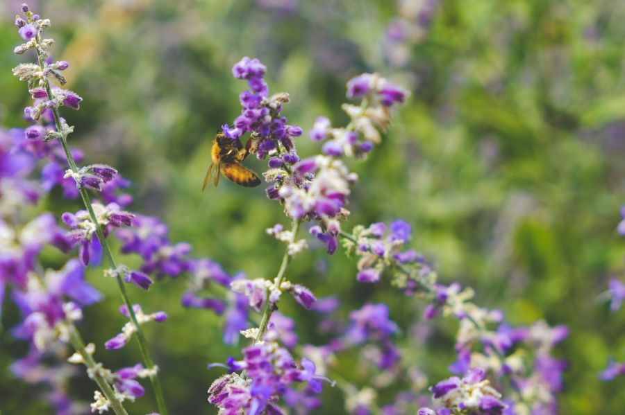 Biodiversity Yellow Bee on a Purple Wildflower 