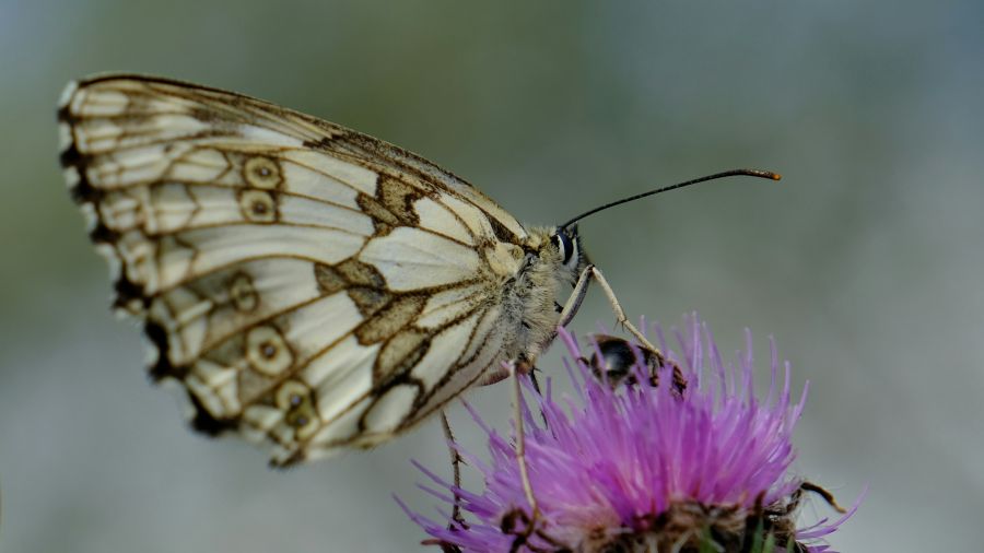 Defeat  insect,butterfly,wing