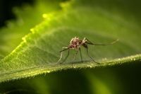 Tiger mosquito  