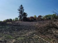 nature destruction Burned area. 