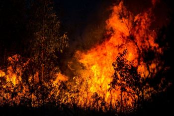 Wildfire Economy