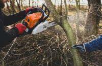 tree felling  