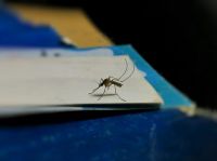 mosquito trap  insect,mosquito,closeup shot