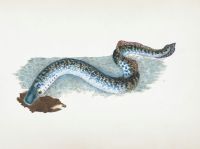 Lamprey fish Rare Book Division, The New York Public Library. Great, or Sea Lamprey, Petromyzon Marinus The New York Public Library Digital Collections. 1806. https://digitalcollections.nypl.org/items/555f7250-c6c7-012f-83ba-58d385a7bc34 