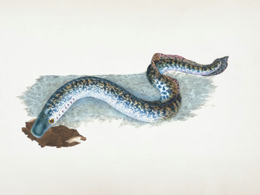 Lamprey fish Rare Book Division, The New York Public Library. "Great, or Sea Lamprey, Petromyzon Marinus" The New York Public Library Digital Collections. 1806. https://digitalcollections.nypl.org/items/555f7250-c6c7-012f-83ba-58d385a7bc34 