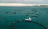 Fish farming Drone shot of the fishing nets in teh sea - Berufjörður, Iceland. See my YouTube Video Volcanoes & Horse Fights | Iceland by Ed Wingate to see footage of this photo location. 