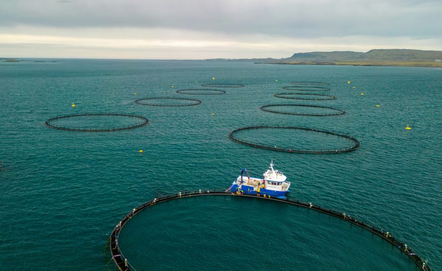 Fish farming Drone shot of the fishing nets in teh sea - Berufjörður, Iceland. See my YouTube Video "Volcanoes & Horse Fights | Iceland" by "Ed Wingate" to see footage of this photo location. 