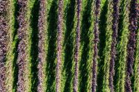 Wine production From above, the organized rows of a vineyard create a visually satisfying pattern. This aerial shot captures the alignment of grapevines, hinting at the meticulous care and precision in viticulture, essential for quality wine production. The green and burgundy tones mark seasonal growth in a rural landscape. germany,hirschberg an der bergstraße,69