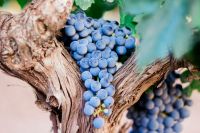 Vineyards Grape 2017 Vintage food,wine,spain