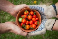 Organic food Tomato Garden harvest,share,together
