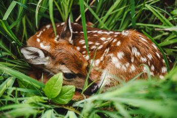 Deer rescue A newborn fawn, nestles in the grass