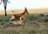 Animals Antelope and zebras 