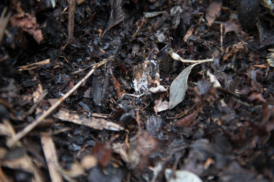 composting Fungal mulch