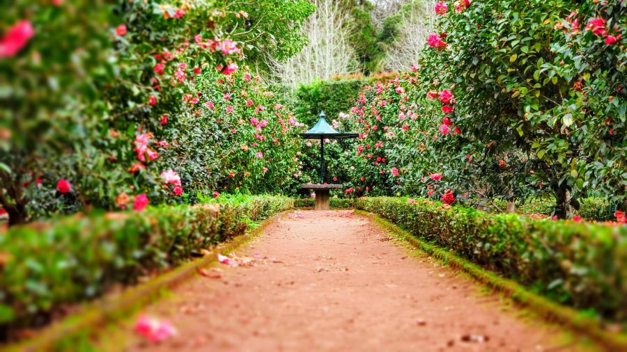 Garden A table in the middle of the Garden. Rose flowers and pink flowers spread through the garden. 