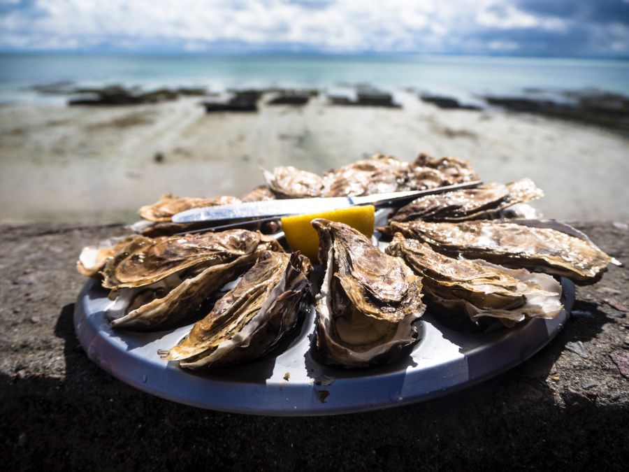 Oyster cultivation cancale,france,oyster