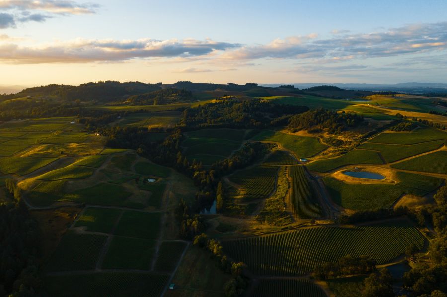 Vineyards poverty Wine lovers: This is your happy place. Wine country in the Willamette Valley in Oregon, at sunset. Whenever I fly my drone, I usually take a photo right after taking off and one right before landing. These are usually throw-away photos that simply help me remember exactly where I was at in case I want to go back. However, this shot of the vineyards scattered over those rolling fields was worthy of sharing. vineyards,oregon,salem
