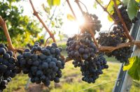 Grapes Harvest Sunny afternoon in the vineyards 