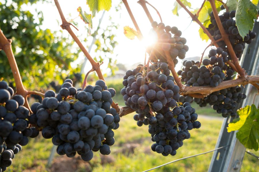 Grapes Harvest Sunny afternoon in the vineyards 