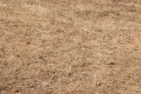 heatwave vegetation Dry grass in a field in Devon during the summer 2026 drought 