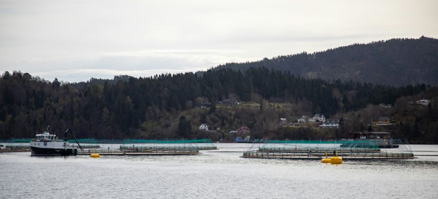 Salmon farm  