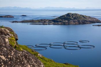 salmon farming  