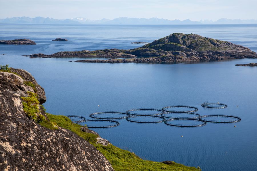 salmon farming  