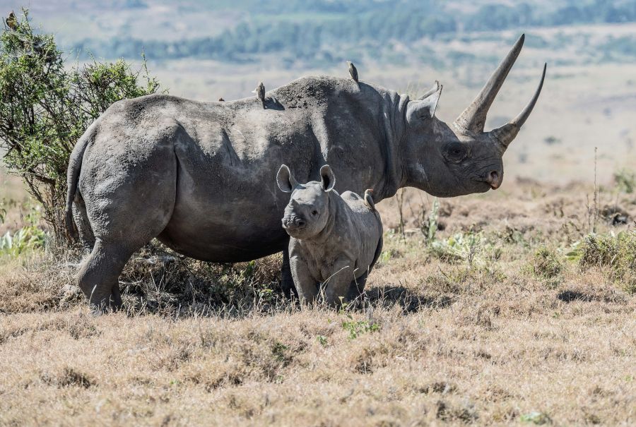 Protected ou Black rhinos. A mother and baby black rhino in Lewa Conservancy, Kenya. The people at Lewa are world leaders in conservation and anti-poaching. It is my hope that my photos will somehow help in conserving wildlife and wilderness areas. I also design camouflage for anti-poaching use, see the page “Anti-poaching Camouflage” on my web site camouflagepatterns.wordpress.com, which is presently number one on Google. This photo has been published in a beautiful book 