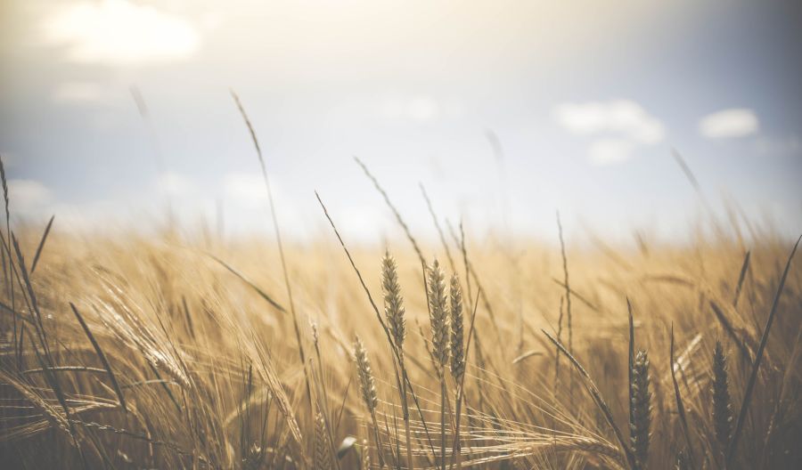 Sunny  nature,farm,summer