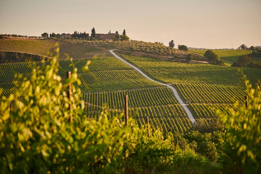 vineyard Italien vineyard landscape during sunset. In Tuscany 