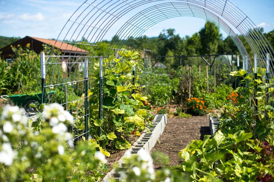 School garden  