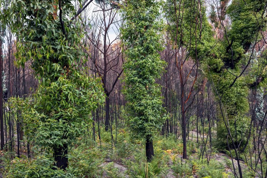 reconstruction vegetation Even though a bush fire swept through here four months ago, these eucalyptus trees have survived and are making a strong comeback. They are probably Manna Gums, Eucalyptus viminalis. Steiglitz, Tasmania, April 2026. 