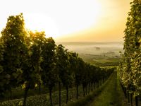 Vineyards Autumn Morning vineyard vineyard,wine,germany