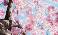 spring Kungsträdgården cherry blossom Love the work? buy me a coffee ☕ PayPal - a.smit@mac.com 