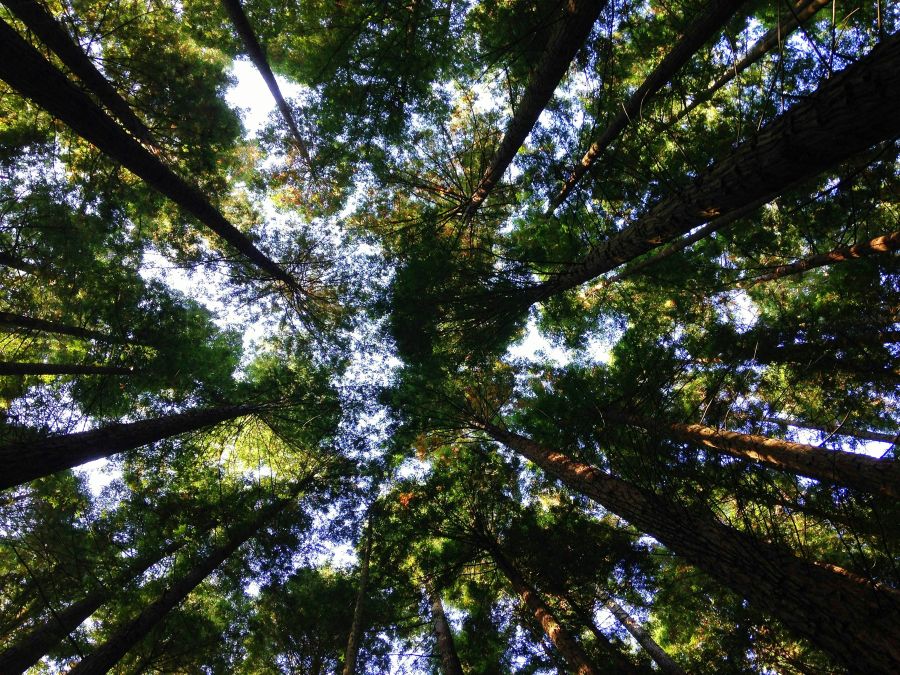 environment Treetops seen from the ground 