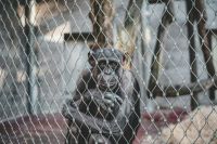 Animal cruelty  grey,ape,animal