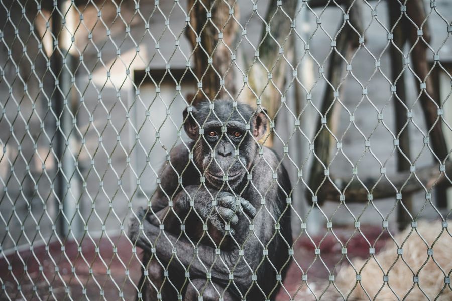 Animal cruelty grey,ape,animal
