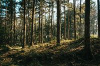 Forest recovery  