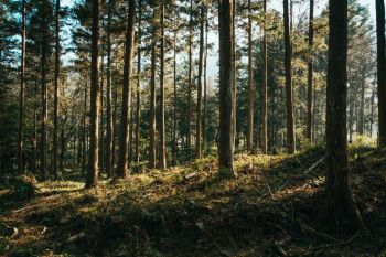 Forest recovery