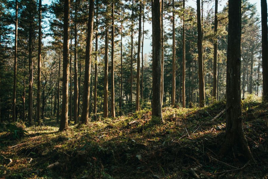 Forest recovery  