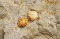 Environment Film Two sea shells clinging to a rock. film photo,albufeira,portugal