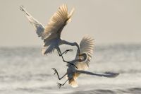 Aggression Dawn on the Sea of Cortez. Two Great Egrets battle for territorial fishing rights. bird,animal,nature