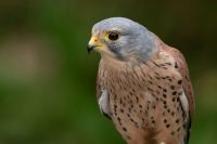 Hubert Falco  bird,european kestrel,baden württemberg