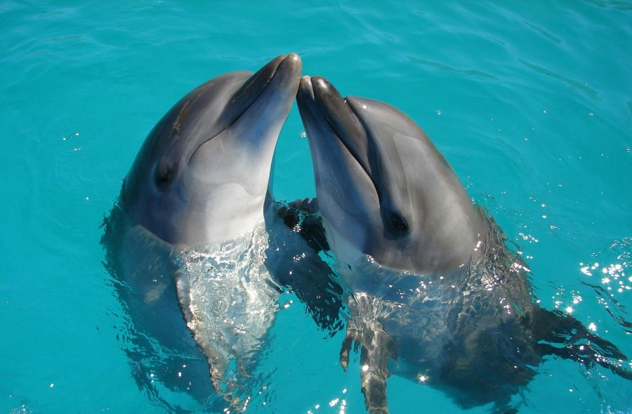 Dolphin  
