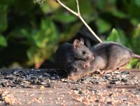 Rats infestation  tacoma,wa,usa