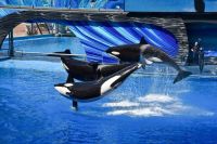 Orca Marine Orca whales perform a trick at a zoological park.  united states,orlando,person