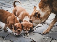 Animal welfare 1. Check out this adorable scene of three happy dogs enjoying their meal together! Set against a charming brick floor, these furry friends are all about sharing and good vibes. Perfect for any dog lover, this image captures the joy of mealtime and the bond between pets. 