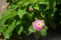 invasive species Lantana camara (common lantana) is a species of flowering plant within the verbena family (Verbenaceae), native to the American tropics. It is a very adaptable species, which can inhabit a wide variety of ecosystems. It has spread from its native range to around 50 countries, where it has become an invasive species. Flowers come in many different colours, including red, yellow, white, pink and orange, which differ depending on location in inflorescences, age, and maturity. The flower has a tutti 