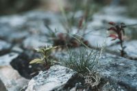 resilience Nature always finds a way to thrive, even in the most unexpected places. Witness this resilient small plant breaking through a crack in a rugged rock.  