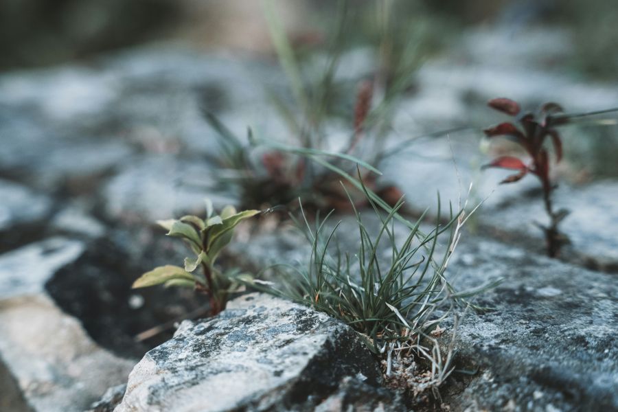 resilience Nature always finds a way to thrive, even in the most unexpected places. Witness this resilient small plant breaking through a crack in a rugged rock.  